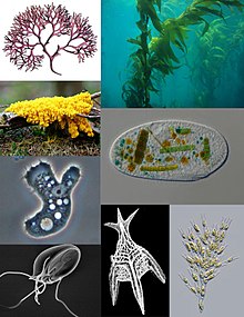 Erinevad protistide liigid: . Kellaaeg vasakult ülevalt: punavetikad, pruunvetikad, kiilialgad, kuldvetikad, Foraminifera ; parasiitide lipikloomad; patogeensed amööbid ; amööbitaolised limamoodustised.