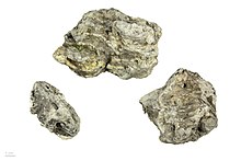 Protium Sp."