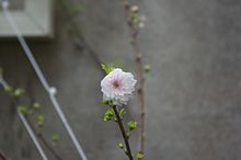 Una flor  