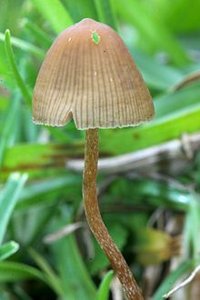 Mexican bald, the first popular "intoxicating mushroom".