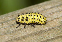 larva of the twenty-two-spot (Psyllobora.vigintiduopunctata)