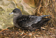 オウギハヤブサ幼鳥
