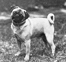 Mopslík z roku 1915
