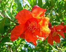 Open flower with many stamens