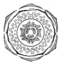 Flower diagram of Punica granatum