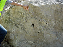 Mármol de Purbeck.  