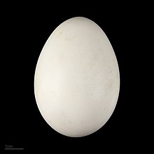 Pygoscelis papua  