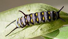 Caterpillar  