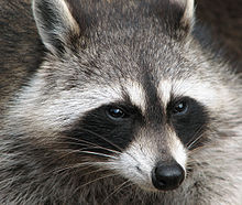 Raccoon with vibrissae on the snout