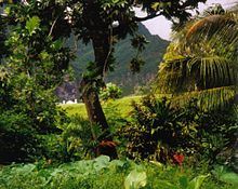 Pădurea tropicală Fatu Hiva, Polinezia.