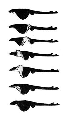 Movement sequence during undulation of the pectoral fins in a real ray (from bottom to top)
