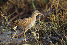 Vandens bėglys, Rallus aquaticus