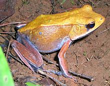 Der Zweifarbige Frosch (Clinotarsus curtipes), ist einer von vielen "echten Fröschen".