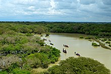 Tropical monsoon swamp forest, Bangladesh