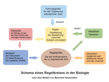 Scheme of a control loop according to Bernhard Hassenstein