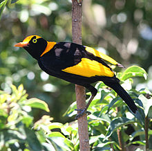 Regenttiritar (Sericulus chrysocephalus) uros  
