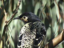Mangeur de miel régent (Anthochaera phrygia)
