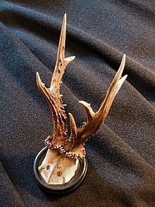 Fully developed horns of an older roebuck