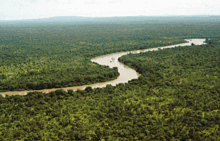 Los ecosistemas de la selva tropical son ricos en biodiversidad. Este es el río Gambia en Senegal