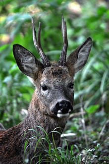 Roebuck