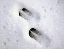 Deer track in the snow