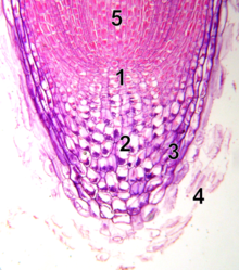 10x mikroskopbillede af rodspids med meristem1 - hvilende center 2 - calyptrogen (levende rodkapselceller) 3 - rodkapsel 4 - afstødte døde rodkapselceller5 - procambium