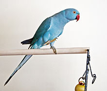 Blue mutant of the green collared parakeet in the wild (Psittacula krameri)