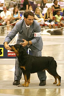 American Kennel Club