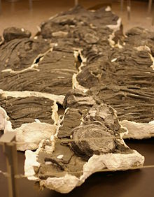 S. sikanniensis en el Museo Royal Tyrrell