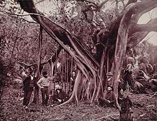  Banyan Tree na reki Banana na Floridi. Drevo je floridska figovec (Ficus aurea).