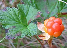 Ripening cloudberry