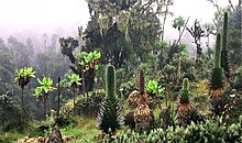 Piante nel parco Ruwenzori, Uganda.