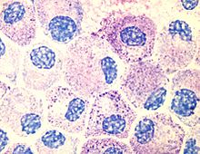 Mast cells in cell culture