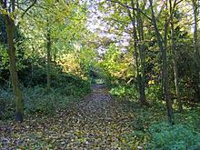 Forêt claire