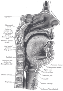 Mouth