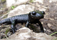 Alpine Salamander