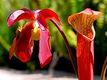 Sarracenia rubra , carnivorous plant