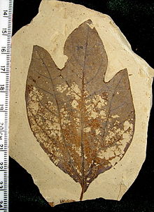 Fossil Sassafras hesperia blad