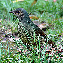 Cetin bowerbird fêmea