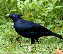 Cetin bowerbird macho