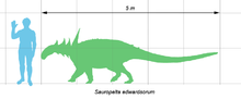 Sauropelta edwardsorum con un humano a escala.