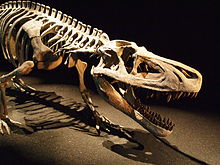 Montiertes Skelett der triassischen Art Saurosuchus galilei