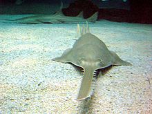 Pristis zijsron in the aquarium Genoa