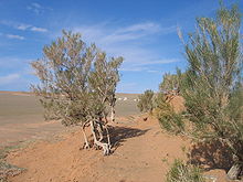 Saxaul is one of the guiding plants of the Przewalski's horse habitat