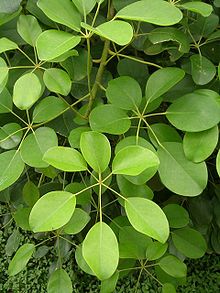 Schefflera wallichiana