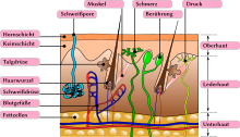 Structure of human skin