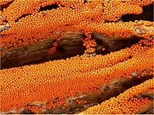Limahome Trichia varia