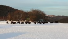 Free-living bison near Almert