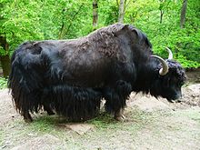 House Yak Bull