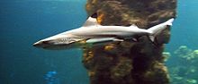 Blacktip reef shark (Carcharhinus melanopterus), a representative of the cartilaginous fishes